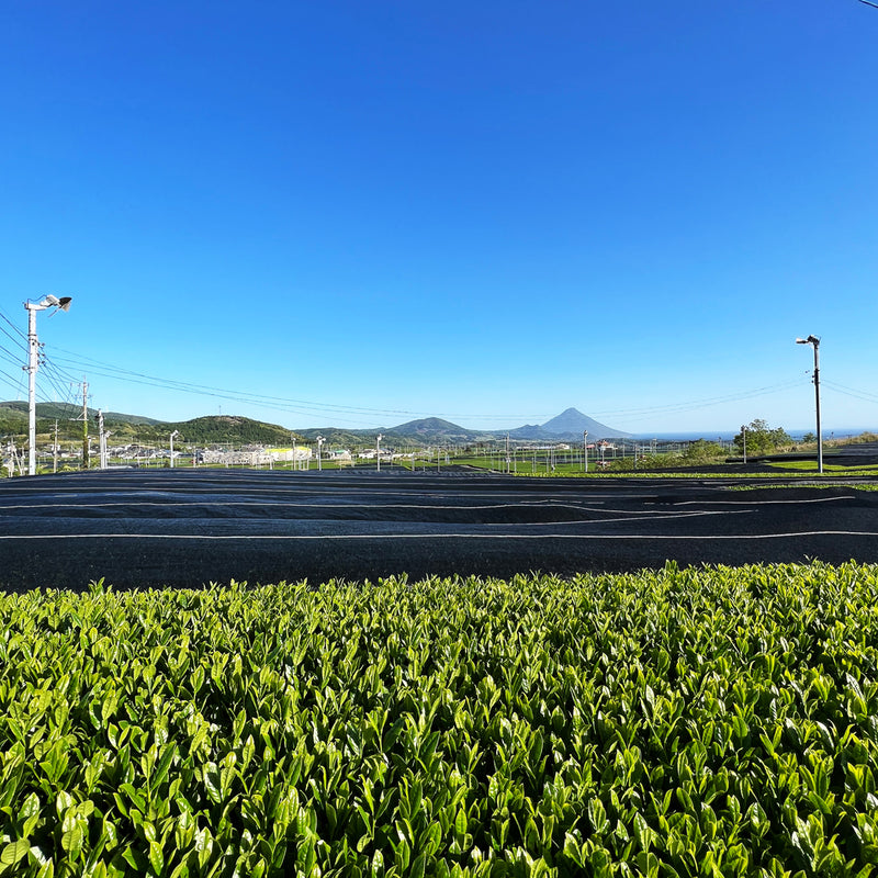 【鹿児島県大根占・知覧産】かぶせ煎茶玉露造り ・ かぶせ煎茶ゆたかみどりセット