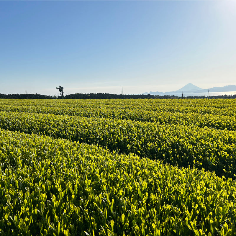 【鹿児島県大根占・知覧産】かぶせ煎茶玉露造り ・ かぶせ煎茶ゆたかみどりセット