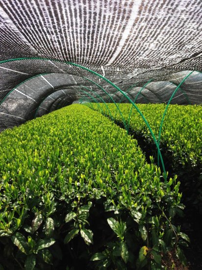 【福岡八女産やぶきた&さえみどり品種】 特製深蒸しかぶせ緑茶「八女の香り」80g詰※ネコポス便4本まで