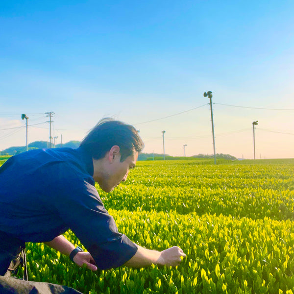 2022年新茶　今年も素晴らしい新茶をお届けいたします！！