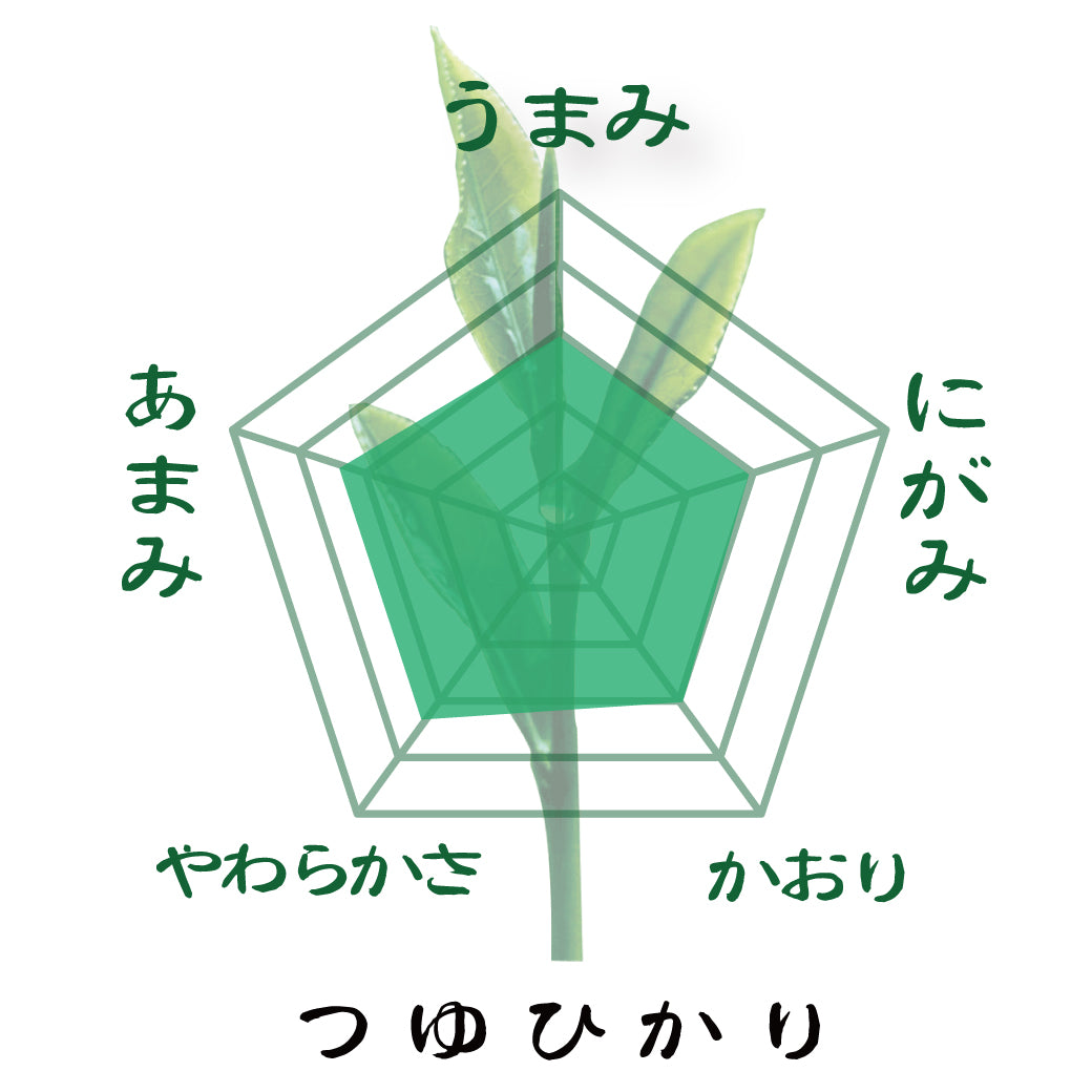 [Tsuyu Hikari variety from Makinohara, Shizuoka Prefecture] Special covered sencha 