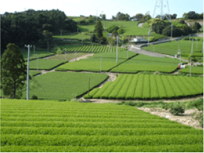 静岡菊川・掛川の最上深蒸し緑茶　「瑞鳳」80ｇ「まごころ」80ｇの2種セット