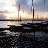 摘みたて新海苔【佐賀鹿島有明湾産】最上焼海苔 全版海苔５枚入※メール便2袋まで